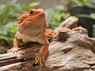 Cute Red Orange Bearded Dragon