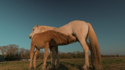 Gown up white horse and small brown foal feeding milk from his mother, rotation video capture during low angle sunlight, domesticated animals concept.