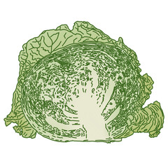 cabbage isolated