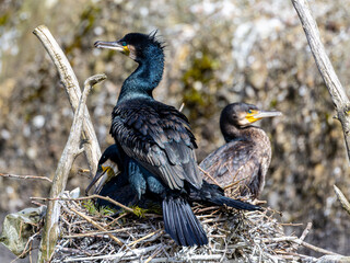 Kormoran sitz im Nest bei seinen Kindern