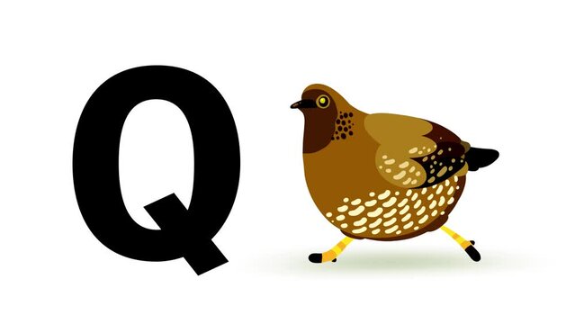 Q letter big black like quail dam cartoon animation. Animal loop. Educational serie with bold style character for children. Good for education movies, presentation, learning alphabet, etc...
