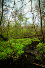 green forest in the morning