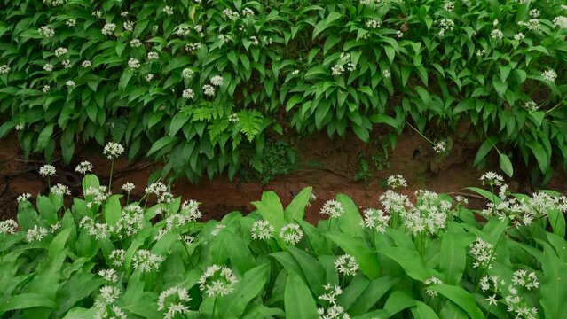 Wild garlic lining a woodland stream in springtime