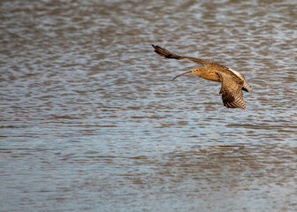 Eurasian Curlew (Numenius arquata) - Majestic Wader on Bull Island, Dublin