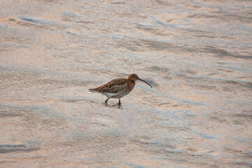 Eurasian Curlew (Numenius arquata) - Majestic Wader on Bull Island, Dublin
