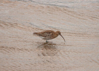 Eurasian Curlew (Numenius arquata) - Majestic Wader on Bull Island, Dublin