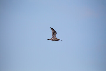 Obraz premium Eurasian Curlew (Numenius arquata) - Majestic Wader on Bull Island, Dublin