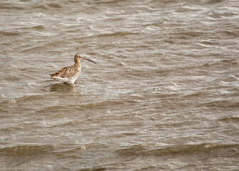 Eurasian Curlew (Numenius arquata) - Majestic Wader on Bull Island, Dublin