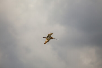 Eurasian Curlew (Numenius arquata) - Majestic Wader on Bull Island, Dublin