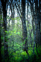 Obraz premium forest in the morning