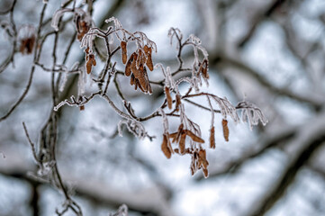 Snow on tree branches. Frost on tree branches. Nature weather closeup. Winter background.