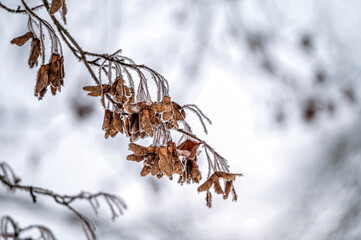 Snow on tree branches. Frost on tree branches. Nature weather closeup. Winter background.