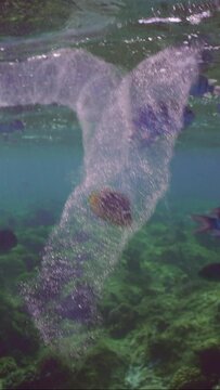 Vertical video, Two translucent, effeminate Salps, Colonial Pyrosom Tunicates swim under surface of water over coral reef, with variety of tropical fish swimming around them, slow motion
