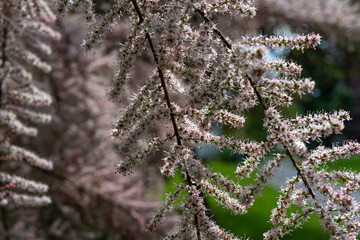 Tamarix Flowers, Pink Tamarisk Closeup, Flowering Tree Salt Cedar Tree, Taray Macro Photo