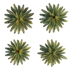 isolated palm tree top view, best use for landscape design.