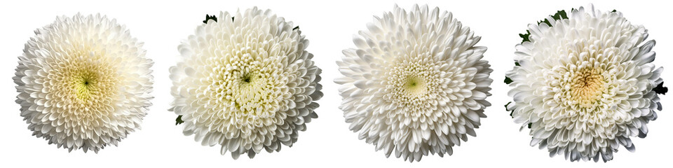 Assorted white chrysanthemum flower heads on transparent PNG background. - 627259742