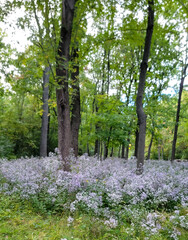 spring in the forest