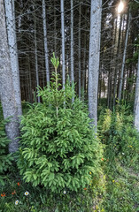 Naklejka premium pine forest in the morning