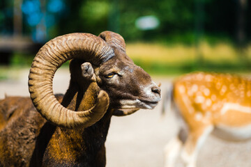 Mouflon ram on a pasture in natural environment. 