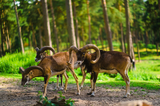 Mouflon ram on a pasture in natural environment. 