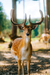 Red deer fallow deer majestically powerful animal in the forest. Animals in the natural forest. The...