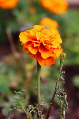 Just captured this wonderful orange flower 