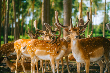 Red deer fallow deer majestically powerful animal in the forest. Animals in the natural forest. The wild nature landscape. Deer garden.
