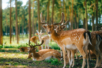Red deer fallow deer majestically powerful animal in the forest. Animals in the natural forest. The wild nature landscape. Deer garden.
