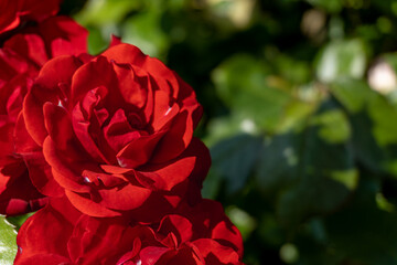 red rose flower	

