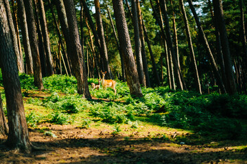Obraz premium Red deer fallow deer majestically powerful animal in the forest. Animals in the natural forest. The wild nature landscape. Deer garden.