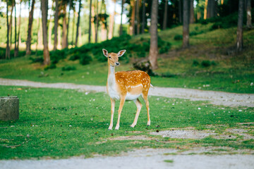 Fototapete bei efototapeten.de bestellen   