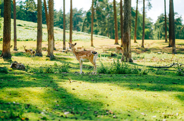 Fototapete bei efototapeten.de bestellen   