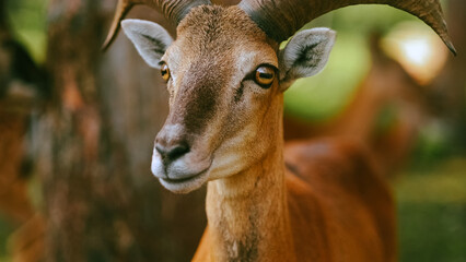 Close up of the head of a mouflon ram in natural environment. 