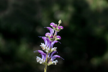Obraz premium clary sage plant (Salvia sclarea)