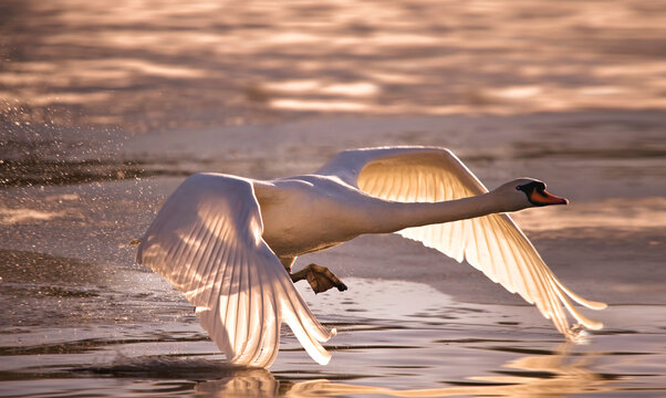 Swan taking off from the surface of the water
