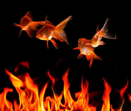CGI image of goldfish and flames depicting environmental threat