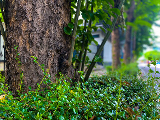 a view of a tree not known by its name