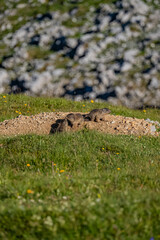 Baby Murmeltiere im Hochschwabgebiet
