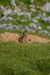 Baby Murmeltiere im Hochschwabgebiet