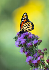 monarch butterfly on flower
