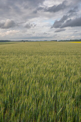 field of wheat, farm landscape and sky in midsummer in Estonia