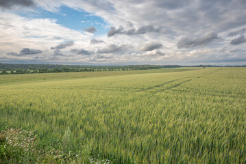 Obraz premium field of wheat, farm landscape and sky in midsummer in Estonia