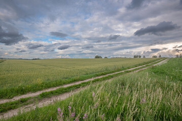 Fototapeta na wymiar field of wheat, farm landscape and sky in midsummer in Estonia