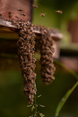 A group of bees sitting in front of the hive. Domestic insects called Anthophila standing outside and ventilating