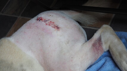 Surgical wounds from a dog hit by a car and both legs broken.