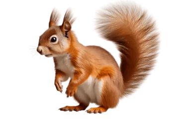 Selbstklebende Fototapeten Isolated Squirrel Portraits Multiple Angles and Side Views, Transparent Background. Generative Ai © zainab