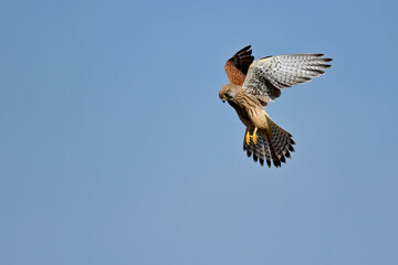 Common kestrel // Turmfalke (Falco tinnunculus)