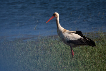 Birds grazing in long grass marsh during springtime in southern Europe