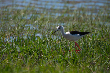 Birds grazing in long grass marsh during springtime in southern Europe