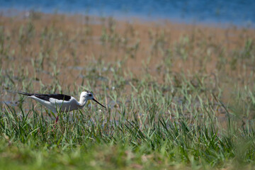Birds grazing in long grass marsh during springtime in southern Europe